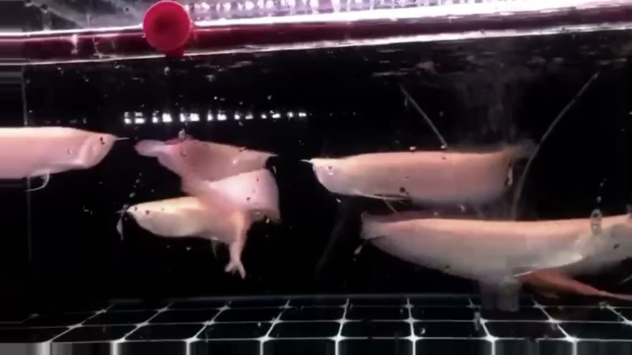 錦州有幾個(gè)魚缸廠子在哪（遼寧錦州有做魚缸的嗎）