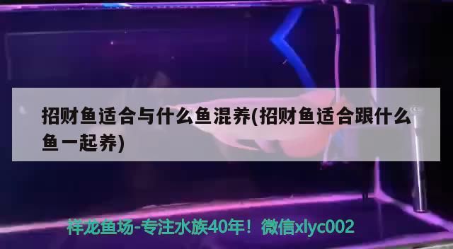 招財魚適合與什么魚混養(招財魚適合跟什么魚一起養)