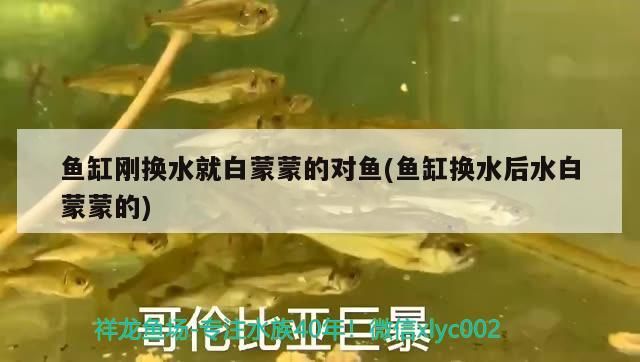 海口水族批發市場在哪里啊（海口水族批發市場在哪里啊電話）