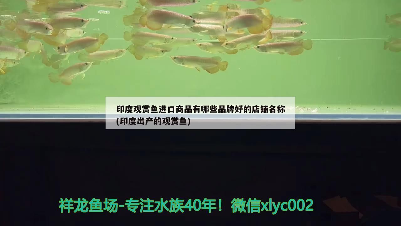 海口水族批發市場在哪里啊（海口水族批發市場在哪里啊電話）