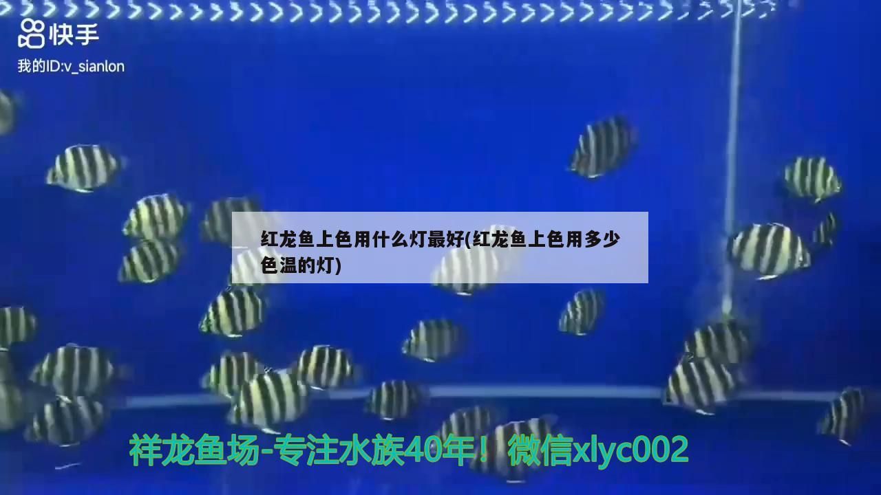 紅龍魚上色用什么燈最好(紅龍魚上色用多少色溫的燈)