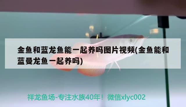 金魚和藍(lán)龍魚能一起養(yǎng)嗎圖片視頻(金魚能和藍(lán)曼龍魚一起養(yǎng)嗎)