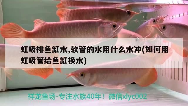 齊齊哈爾二手魚缸求購信息大全最新地址（齊齊哈爾二手魚缸求購信息大全最新地址查詢）