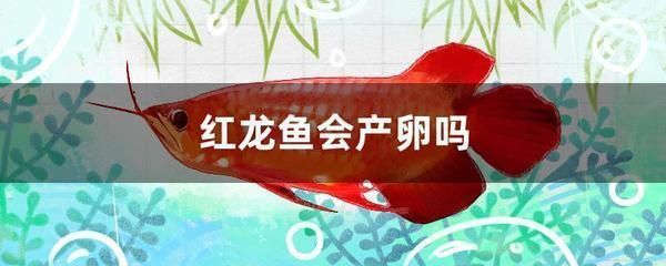 紅龍魚繁殖環境優化方法，紅龍魚的繁殖環境優化方法