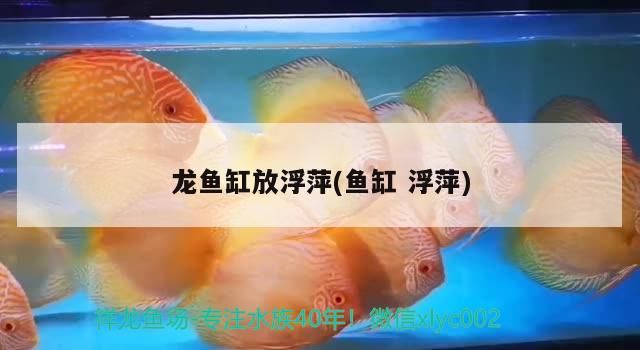 龍魚缸放浮萍(魚缸浮萍) 龍魚缸放浮萍(魚缸浮萍) 觀賞魚百科