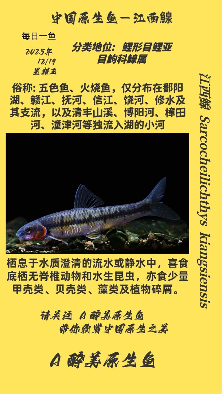 江西鰁 江西鰁 龍魚論壇
