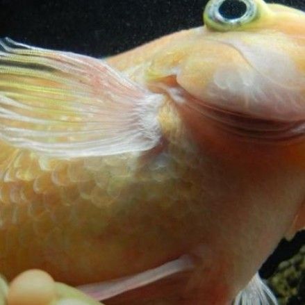 龍魚白嘴病圖片