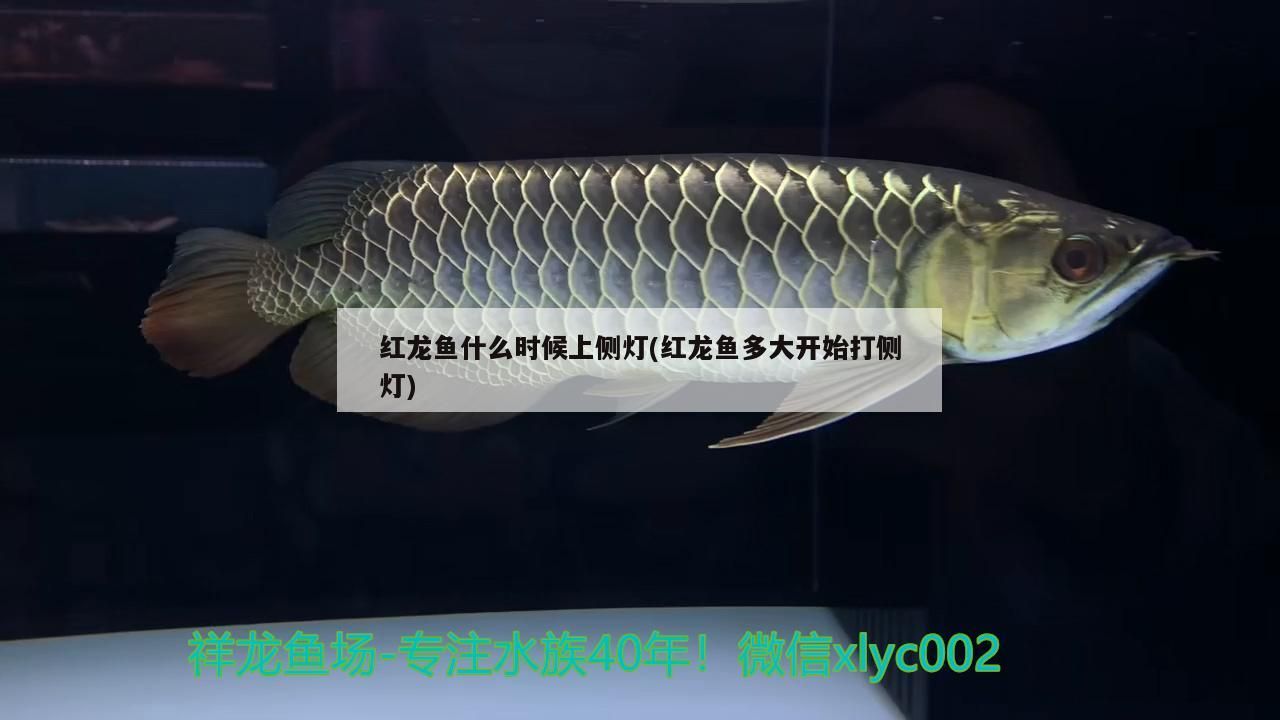 紅龍魚什么時候上側燈(紅龍魚多大開始打側燈)
