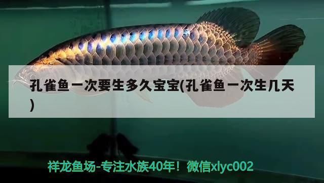 孔雀魚一次要生多久寶寶(孔雀魚一次生幾天)