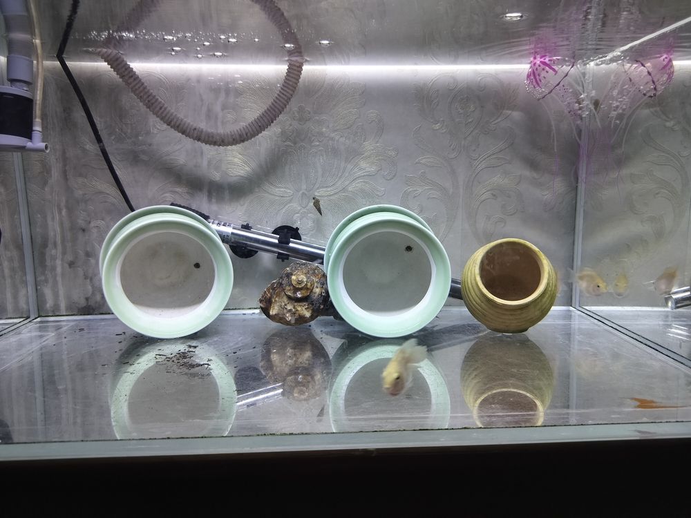 魚兒一天天長大 龍魚論壇 第1張 魚兒一天天長大 魚兒一天天長大 龍魚論壇 第1張