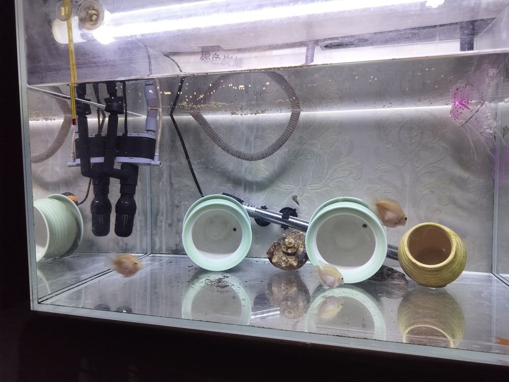 魚兒一天天長大 龍魚論壇 第2張 魚兒一天天長大 魚兒一天天長大 龍魚論壇 第2張