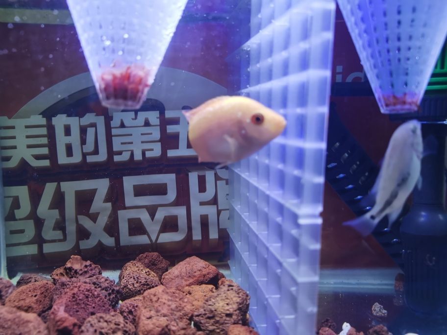 龍魚長期趴缸是什么原因分析圖解（金龍魚趴缸底什么原因） 龍魚長期趴缸是什么原因分析圖解（金龍魚趴缸底什么原因） 觀賞魚百科