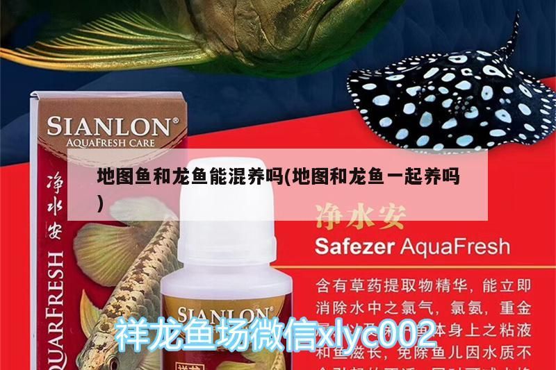 地圖魚和龍魚能混養嗎(地圖和龍魚一起養嗎)