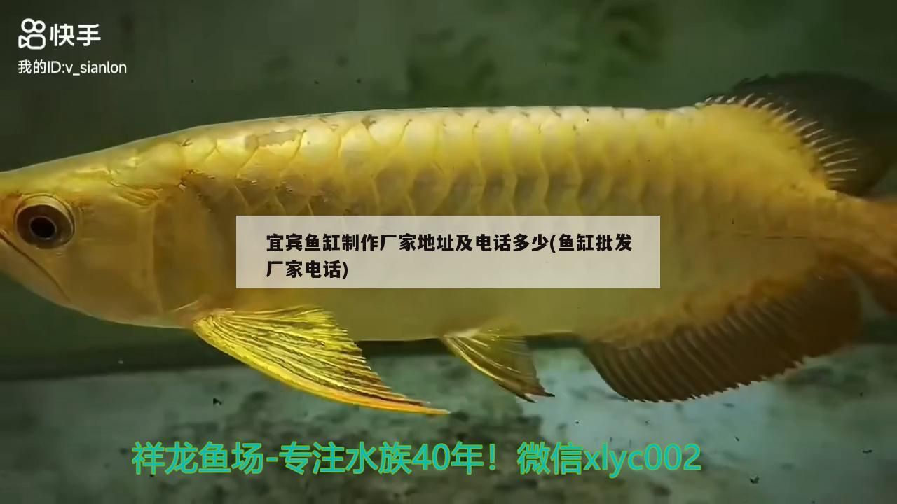 宜賓魚缸制作廠家地址及電話多少(魚缸批發廠家電話)