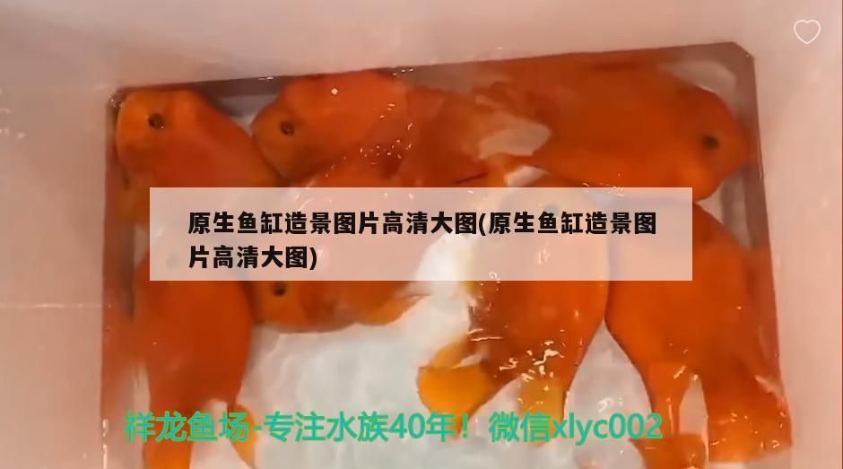 原生魚(yú)缸造景圖片高清大圖(原生魚(yú)缸造景圖片高清大圖)