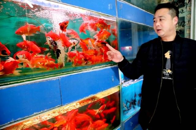 觀賞魚市場(chǎng)[成都賣熱帶魚的市場(chǎng)在哪]