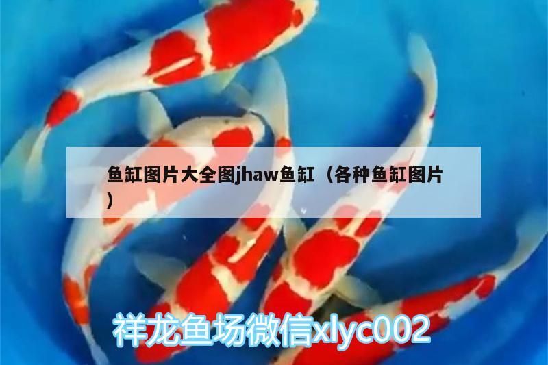 50厘米的紅龍魚多久能長到？（50厘米的紅龍魚多久能長到）