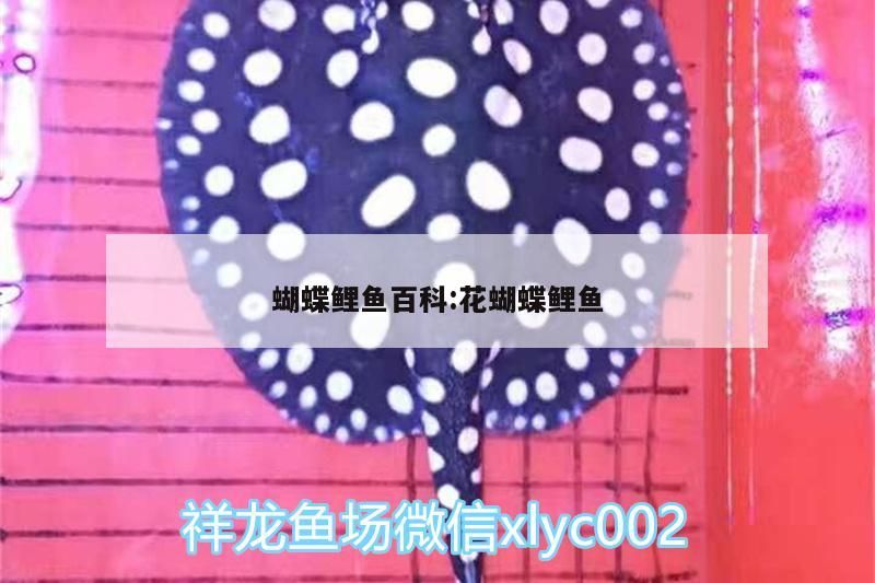 蝴蝶鯉魚百科:花蝴蝶鯉魚