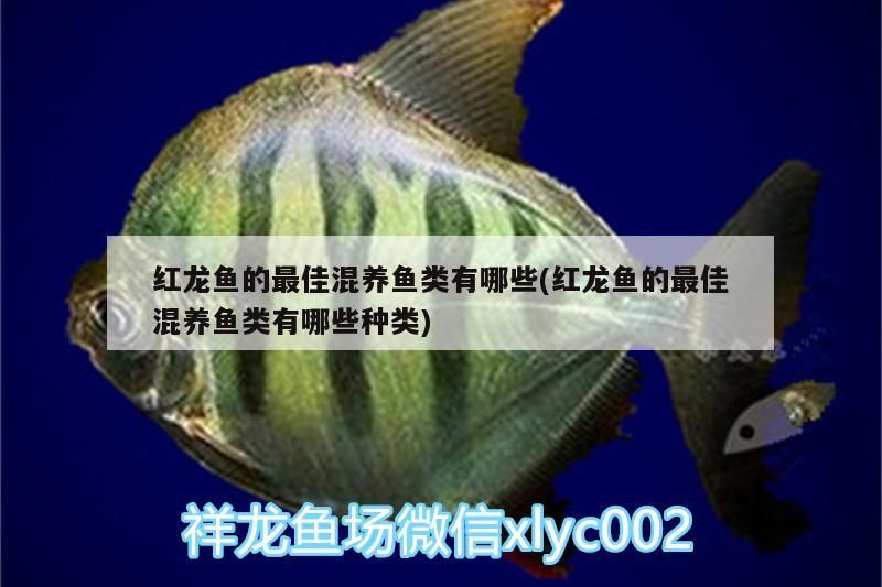 紅龍魚的最佳混養(yǎng)魚類有哪些(紅龍魚的最佳混養(yǎng)魚類有哪些種類) 紅龍魚的最佳混養(yǎng)魚類有哪些(紅龍魚的最佳混養(yǎng)魚類有哪些種類) 觀賞魚百科
