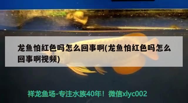 龍魚怕紅色嗎怎么回事啊(龍魚怕紅色嗎怎么回事啊視頻)