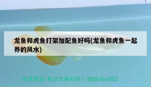 龍魚和虎魚打架加配魚好嗎(龍魚和虎魚一起養的風水)