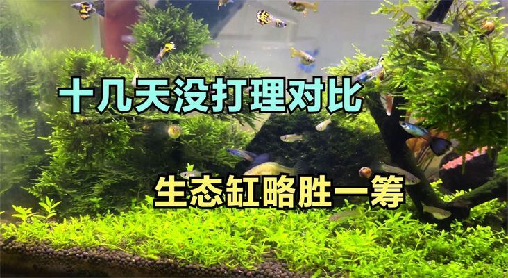 龍魚從哪里孵化（龍魚從哪里孵化出來） 龍魚從哪里孵化（龍魚從哪里孵化出來） 觀賞魚百科