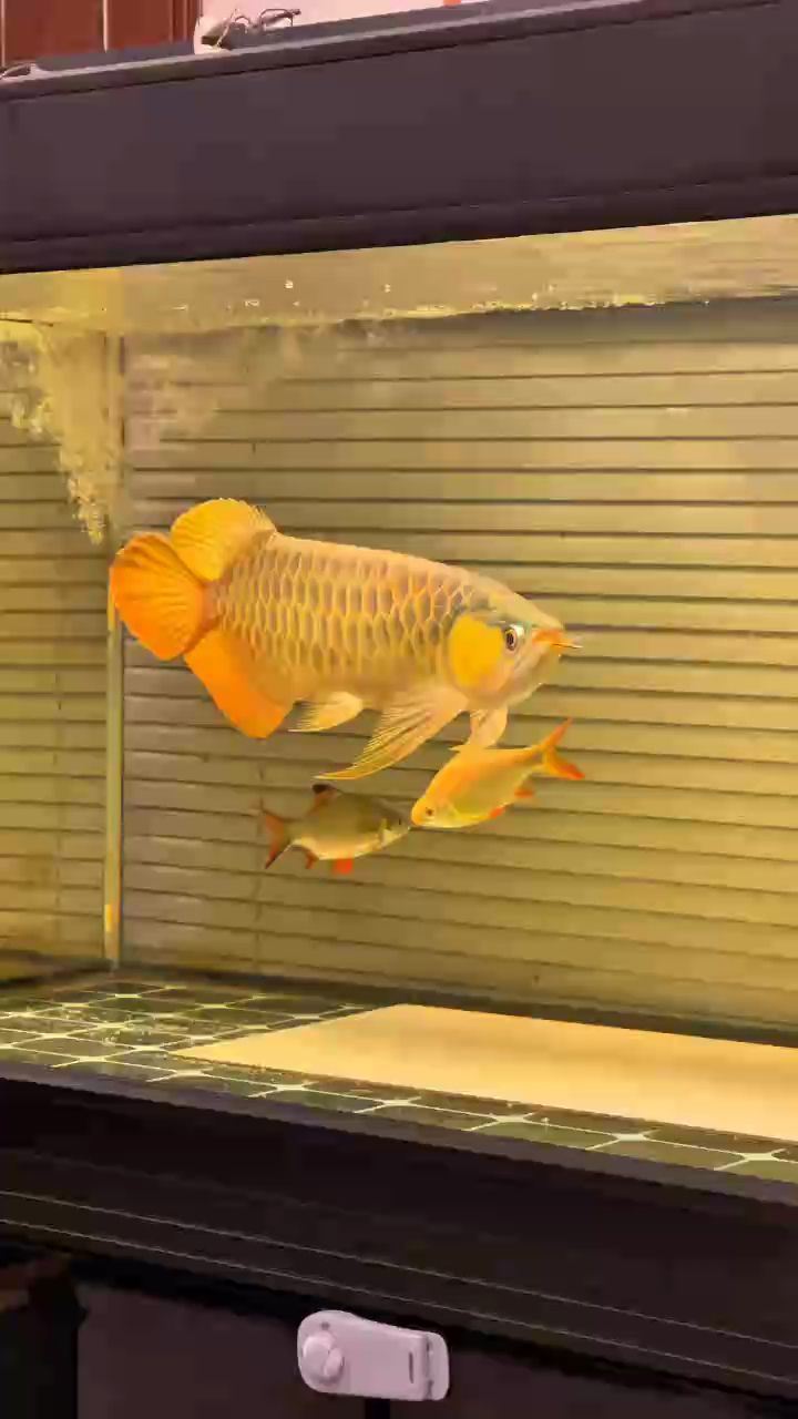 玩龍魚的兄弟還在不在？