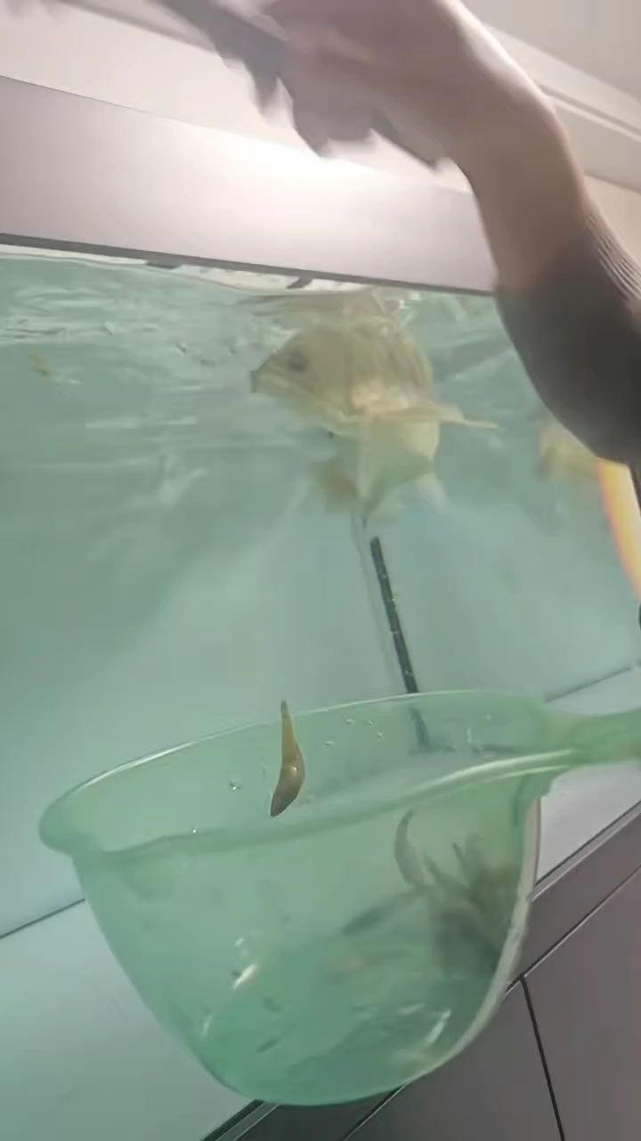 不用加熱棒，狀態依然棒