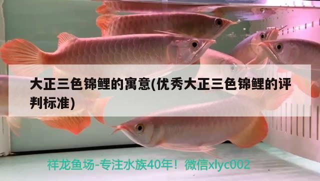 大正三色錦鯉的寓意(優秀大正三色錦鯉的評判標準) 大正三色錦鯉的寓意(優秀大正三色錦鯉的評判標準) 觀賞魚百科