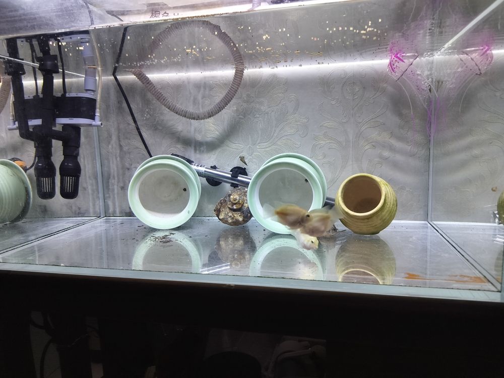 看看啥時候配對成功