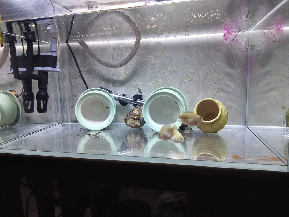 看看啥時候配對成功