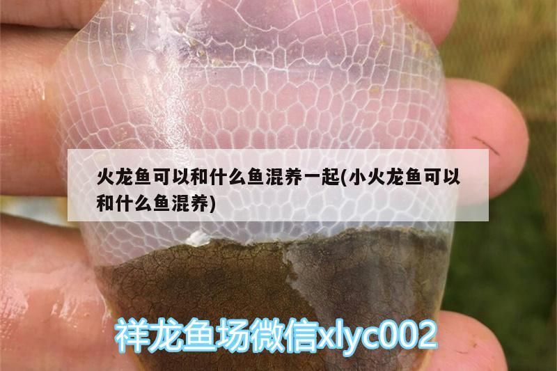 火龍魚可以和什么魚混養一起(小火龍魚可以和什么魚混養)