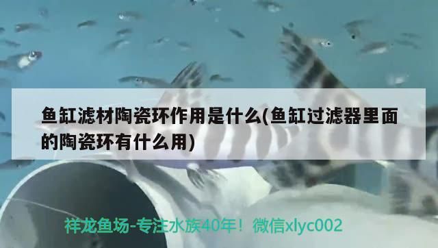 魚缸濾材陶瓷環(huán)作用是什么(魚缸過濾器里面的陶瓷環(huán)有什么用)