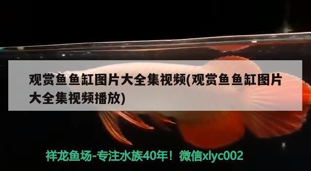 觀賞魚魚缸圖片大全集視頻(觀賞魚魚缸圖片大全集視頻播放)