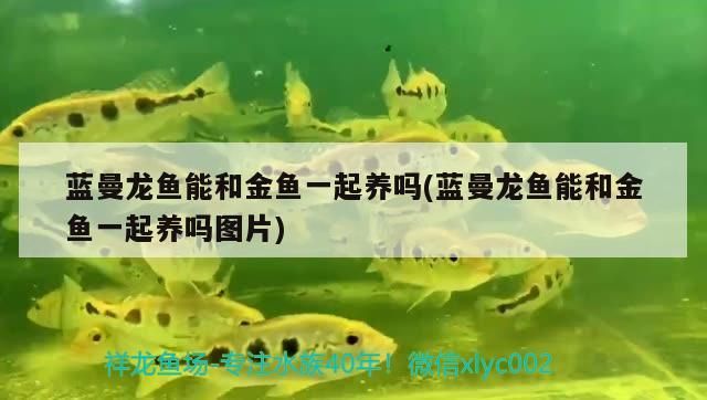藍曼龍魚能和金魚一起養嗎(藍曼龍魚能和金魚一起養嗎圖片)