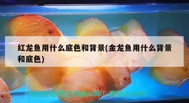 紅龍魚用什么底色和背景(金龍魚用什么背景和底色)