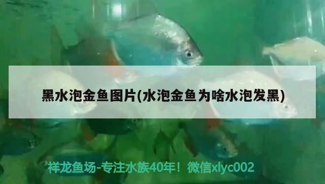 <strong><mark>黑水</mark></strong>泡金魚圖片(水泡金魚為啥水泡發(fā)黑)