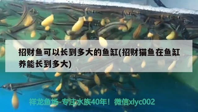 招財魚可以長到多大的魚缸(招財貓魚在魚缸養能長到多大)