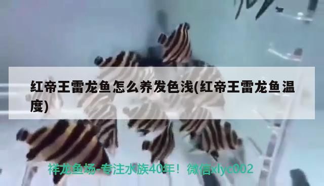 紅帝王雷龍魚怎么養發色淺(紅帝王雷龍魚溫度)