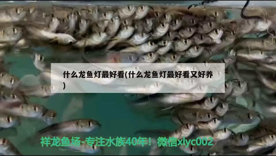 什么龍魚燈最好看(什么龍魚燈最好看又好養(yǎng))