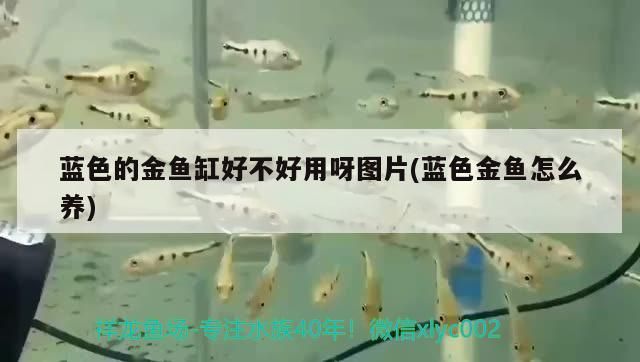 藍色的金魚缸好不好用呀圖片(藍色金魚怎么養)