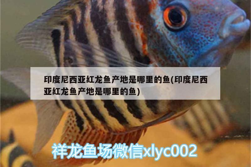 印度尼西亞紅龍魚產(chǎn)地是哪里的魚(印度尼西亞紅龍魚產(chǎn)地是哪里的魚)