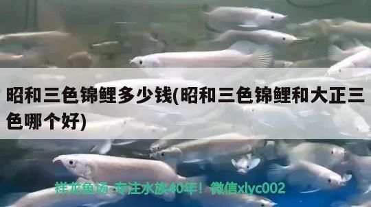 昭和三色錦鯉多少錢(昭和三色錦鯉和大正三色哪個好)