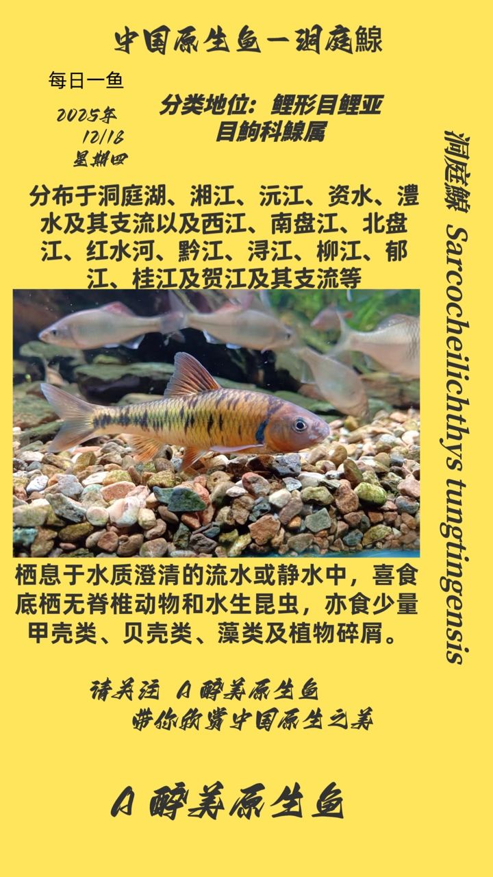 洞庭鰁