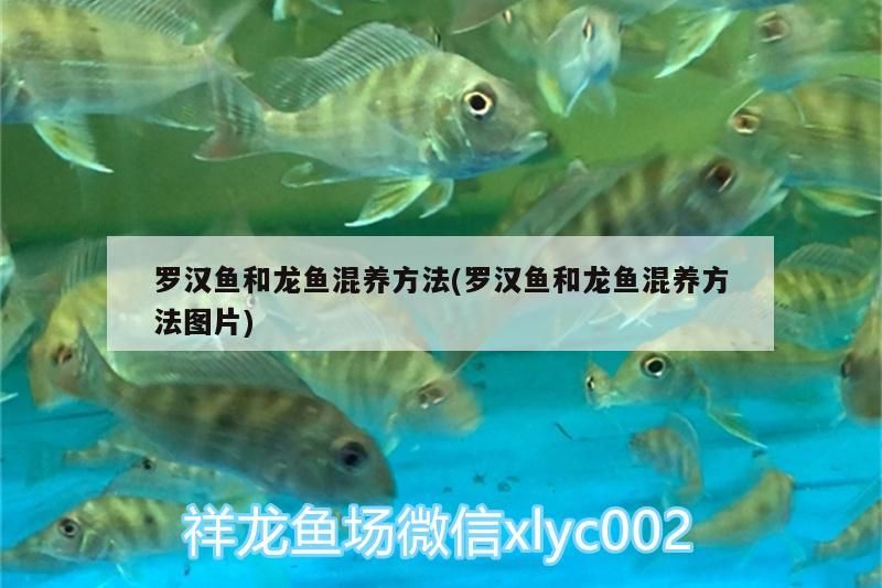 羅漢魚和龍魚混養方法(羅漢魚和龍魚混養方法圖片)