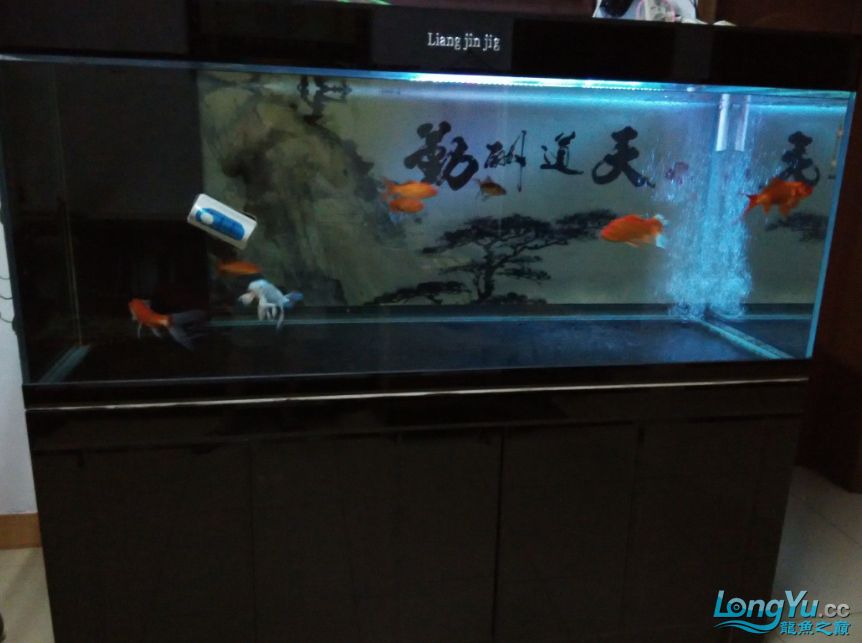 四海水族泰國貿易邀你來拼魚+草金