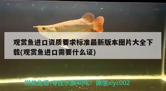 觀賞魚進口資質要求標準最新版本圖片大全下載(觀賞魚進口需要什么證) 觀賞魚進口資質要求標準最新版本圖片大全下載(觀賞魚進口需要什么證) 觀賞魚百科