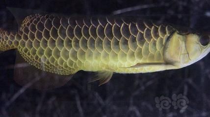 龍魚總在角落里不游動怎么回事呀（龍魚總在角落里不游動怎么回事呀視頻）