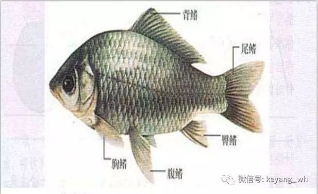 飛鳳魚性別鑒別誤區，如何通過行為區分飛鳳魚性別