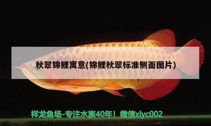 秋翠錦鯉寓意(錦鯉秋翠標準側面圖片) 秋翠錦鯉寓意(錦鯉秋翠標準側面圖片) 觀賞魚百科